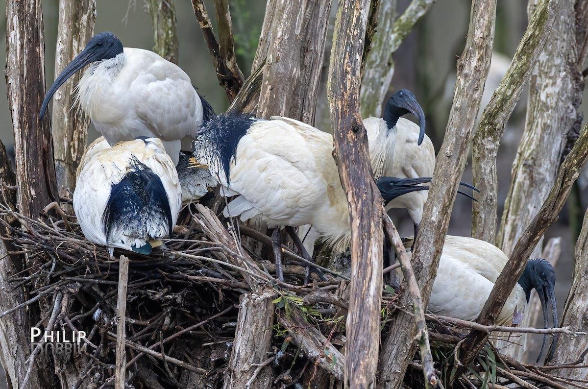 Australian Ibis - ML642144357