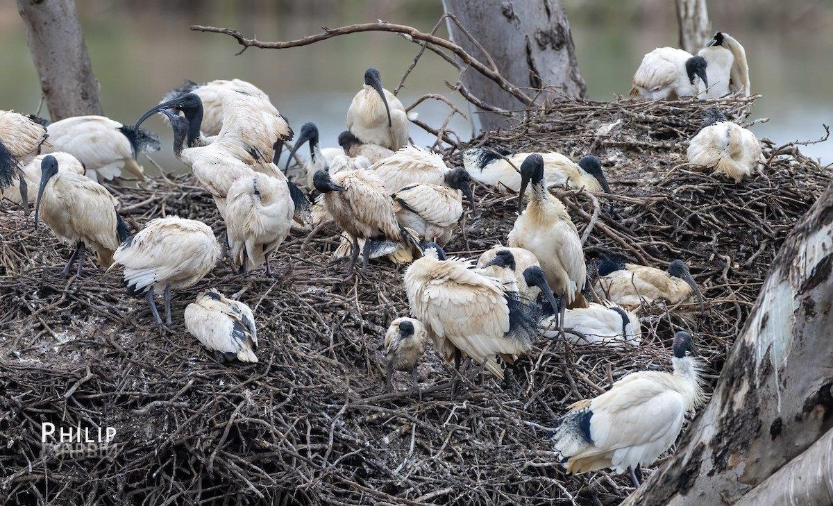 Australian Ibis - ML642144358