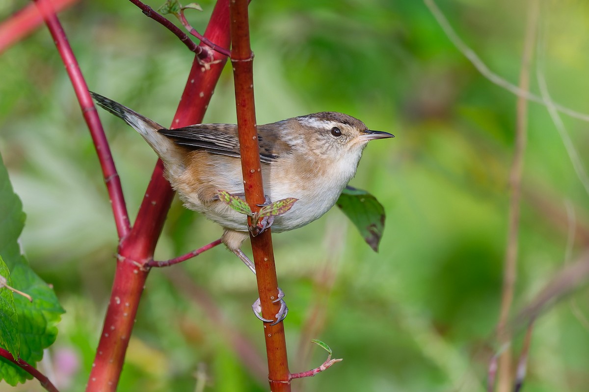 Marsh Wren - ML642144359