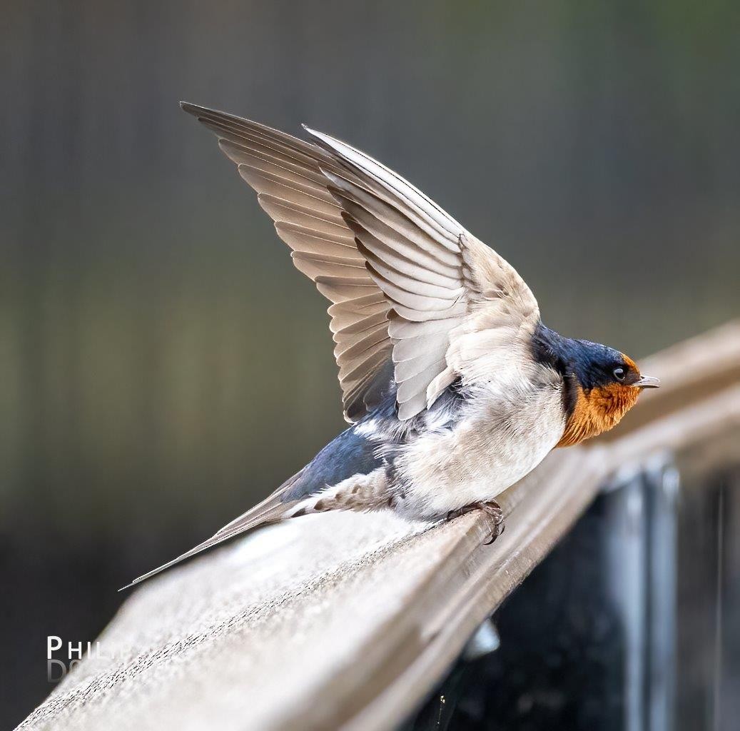 Welcome Swallow - ML642144369