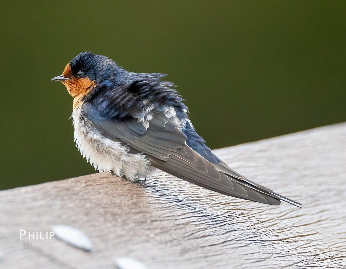 Welcome Swallow - ML642144370