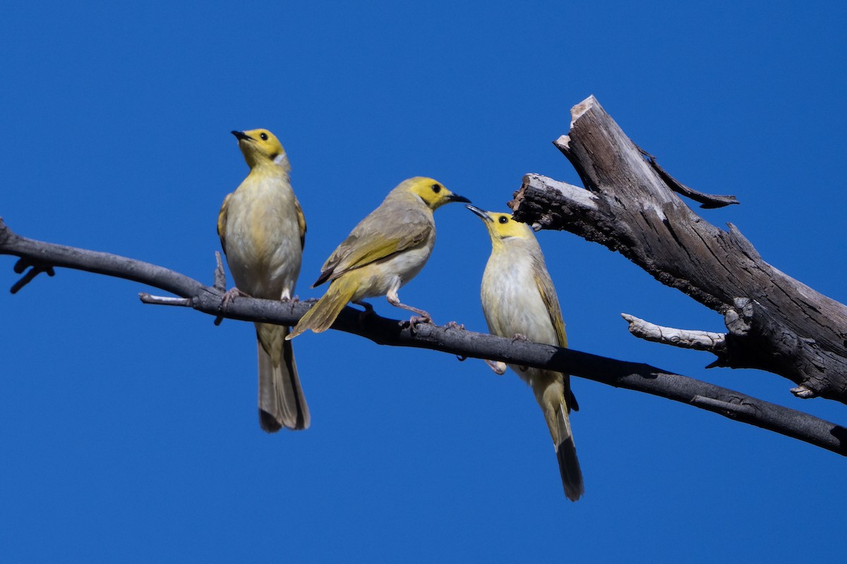 White-plumed Honeyeater - ML642144398