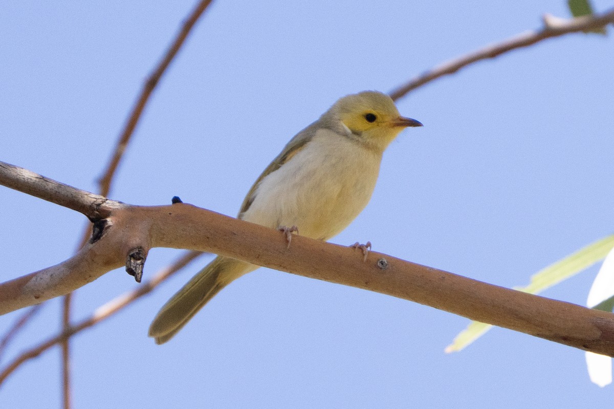 White-plumed Honeyeater - ML642144399