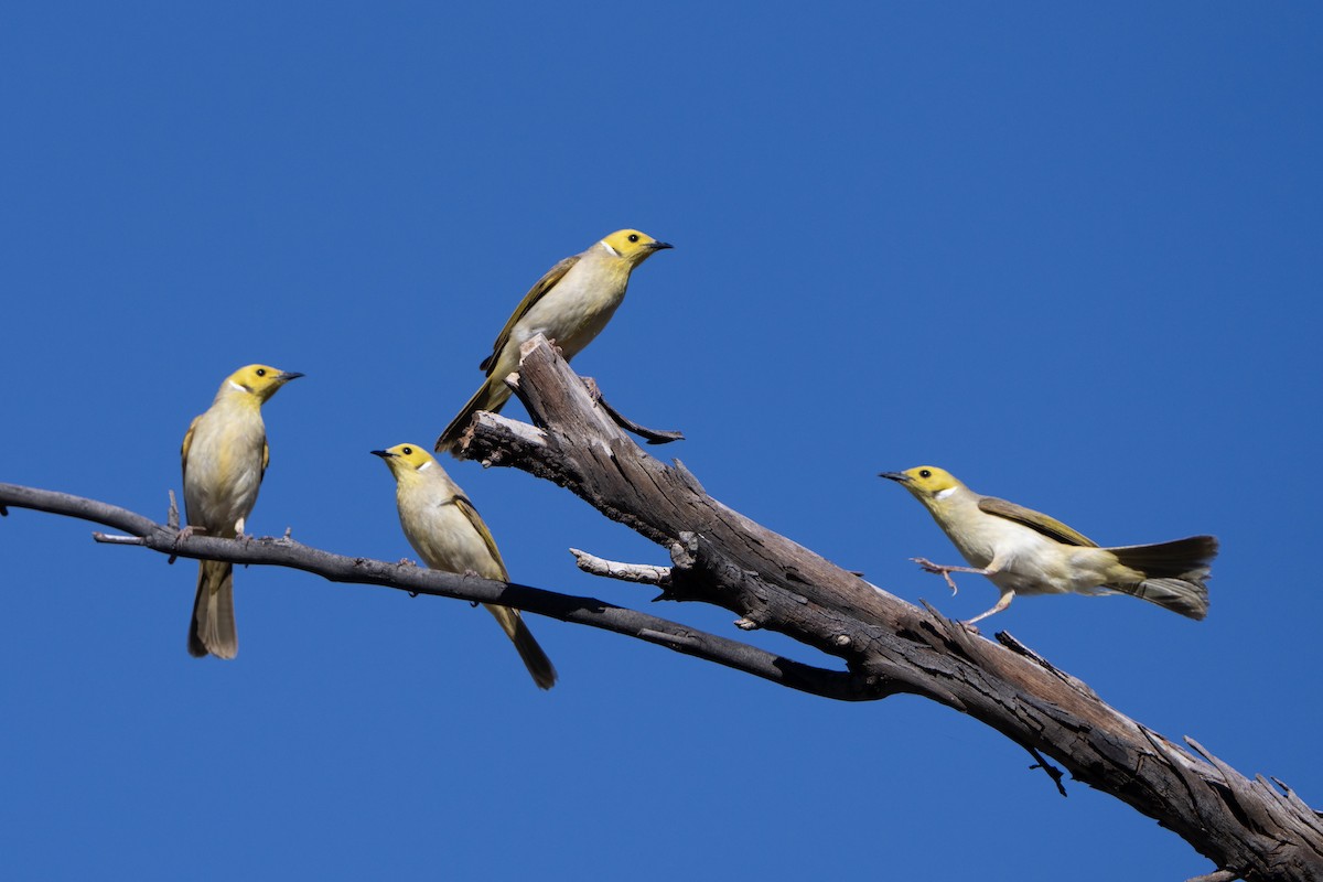 White-plumed Honeyeater - ML642144400