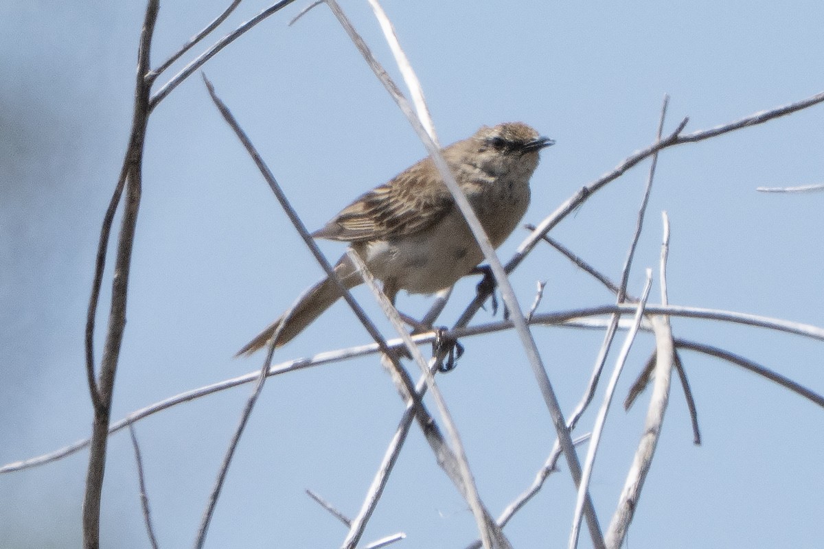 Rufous Songlark - ML642144404