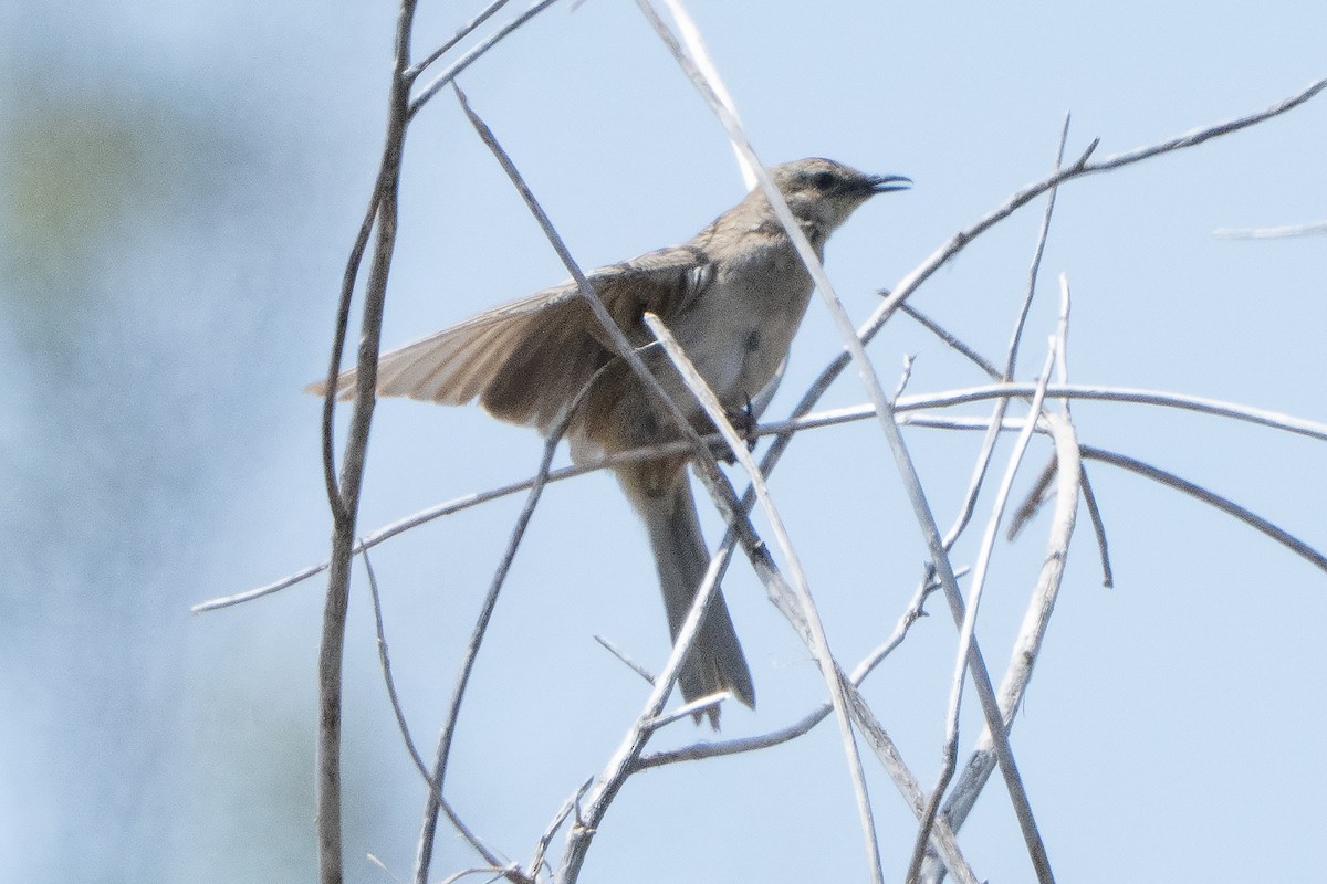 Rufous Songlark - ML642144405