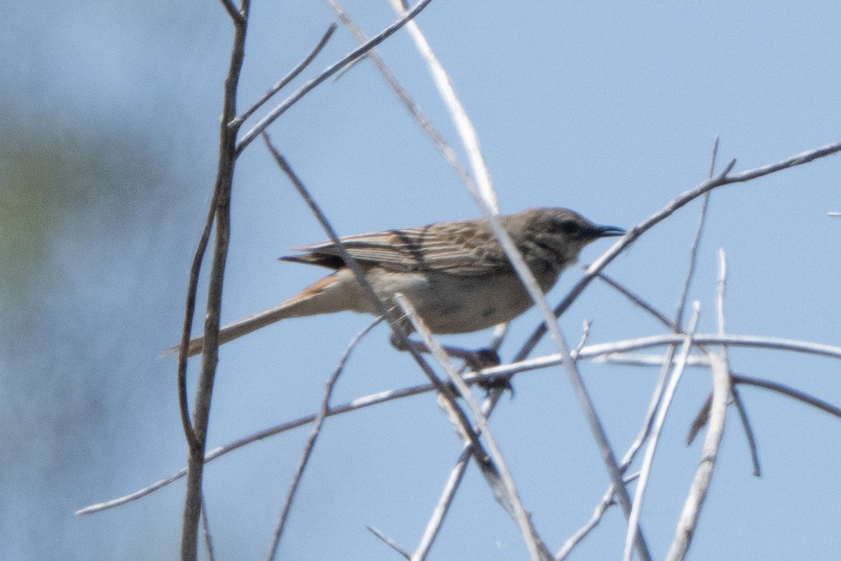 Rufous Songlark - ML642144406