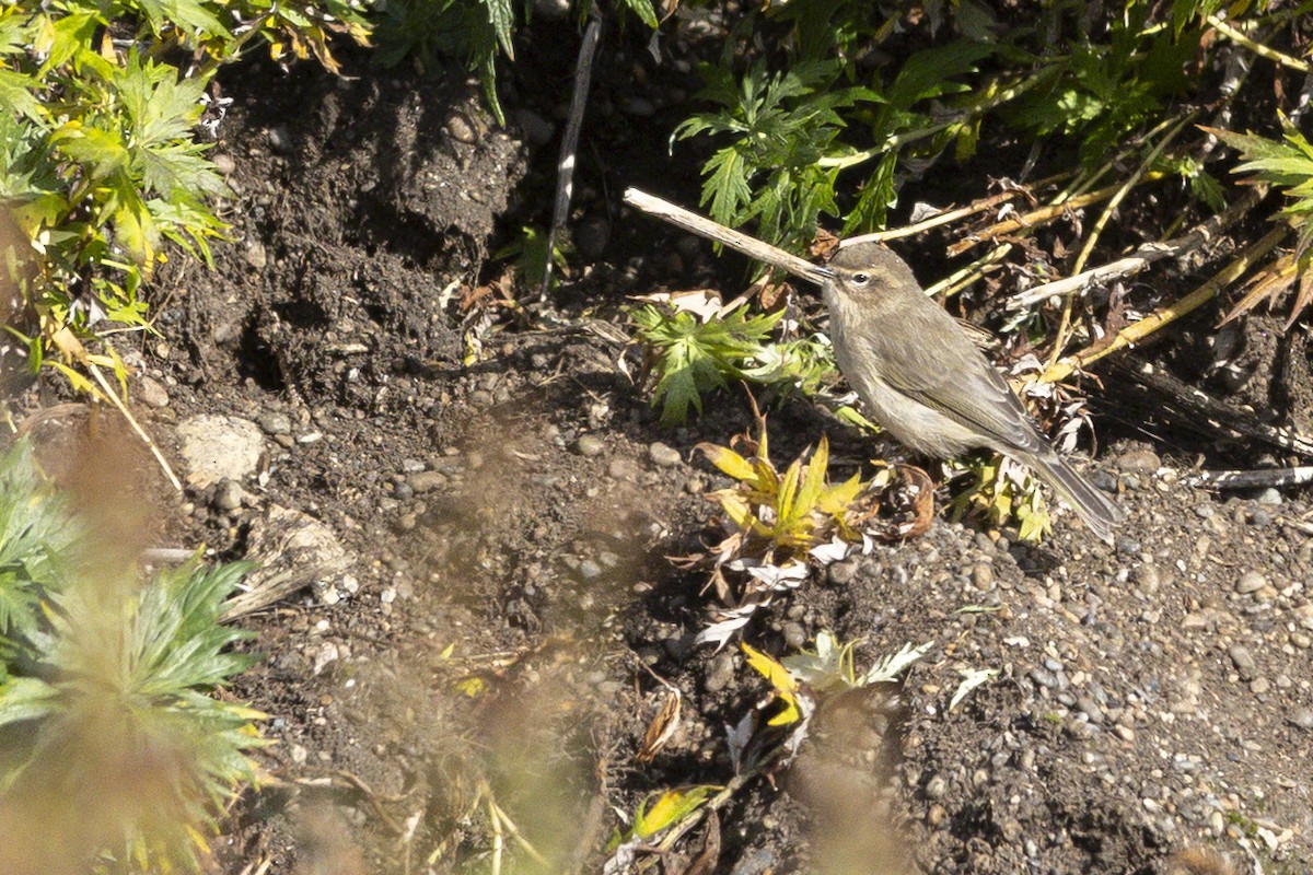 Common Chiffchaff - ML642144412