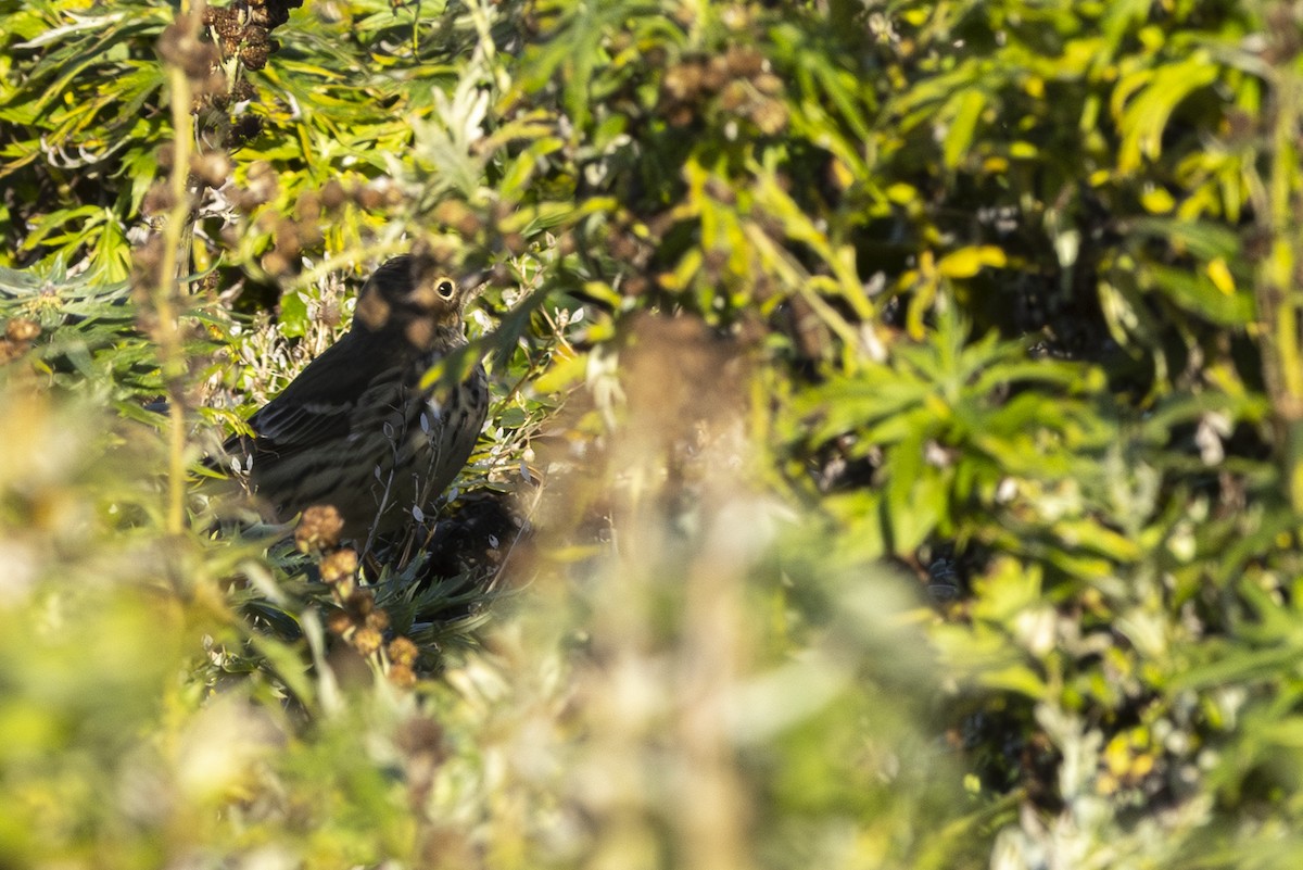 Siberian Pipit - ML642144423