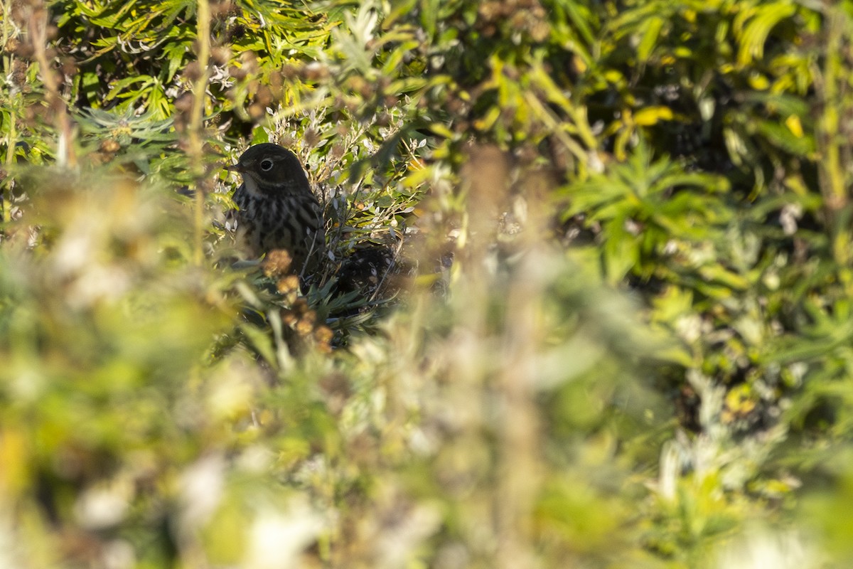 Siberian Pipit - ML642144424