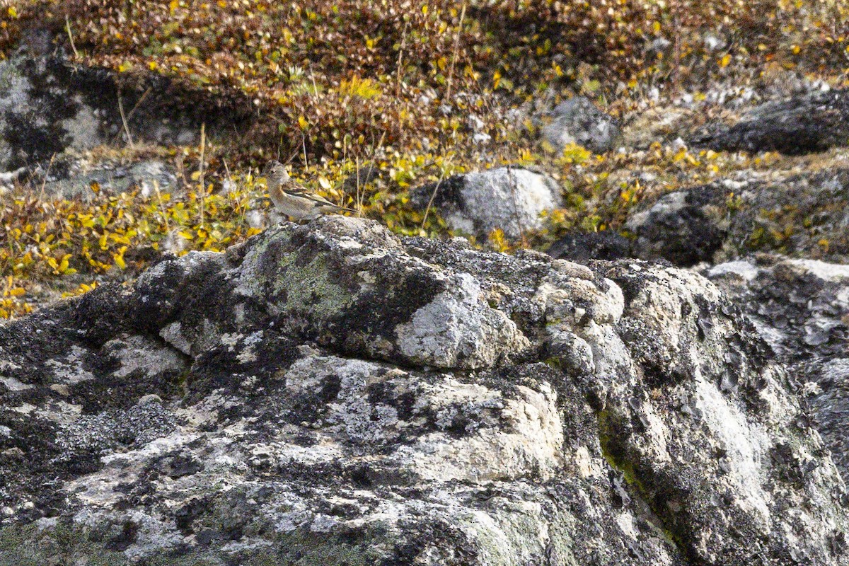 bjørkefink - ML642144426