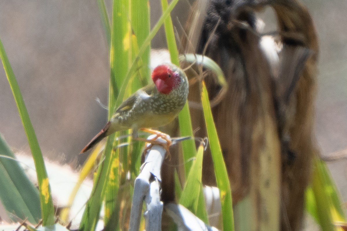 Star Finch - ML642144448