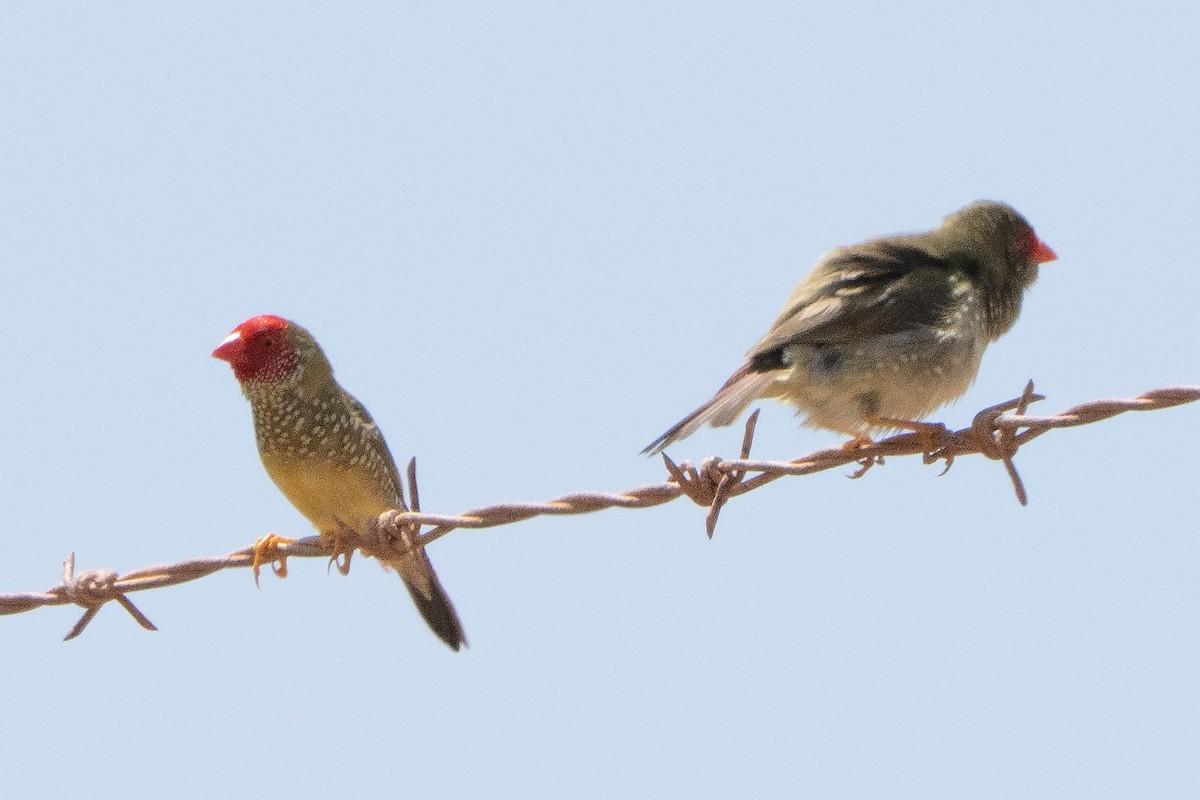 Star Finch - ML642144449