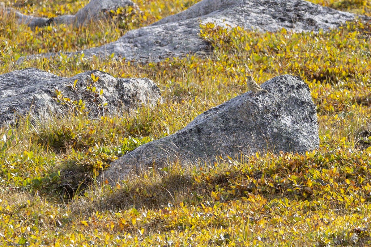 Red-throated Pipit - ML642144457