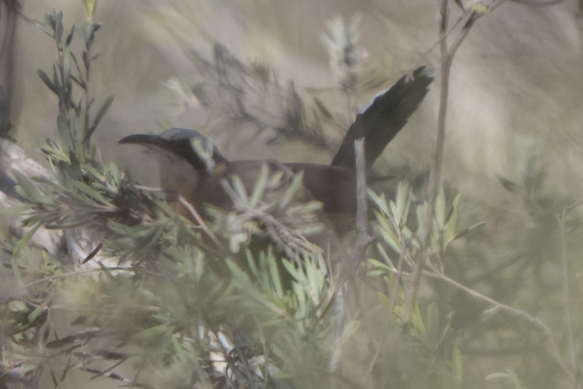 Gray-crowned Babbler - ML642144463