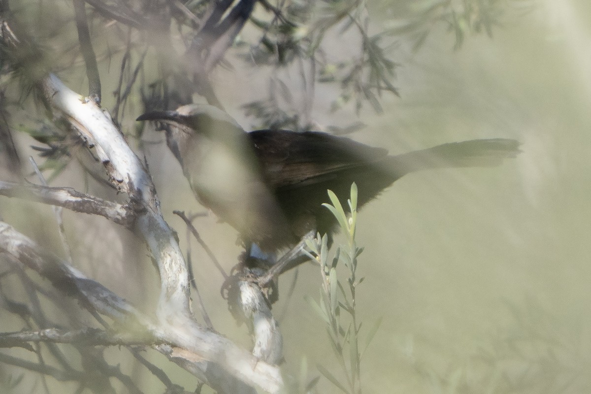 Gray-crowned Babbler - ML642144464