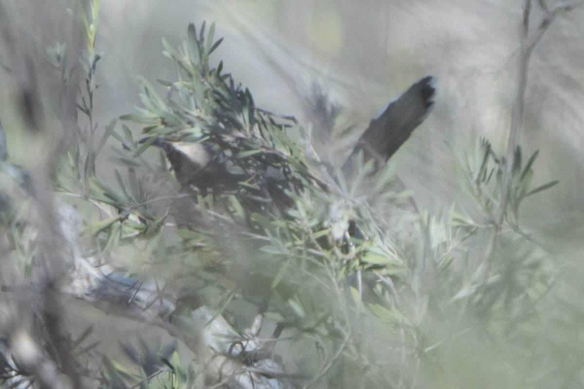 Gray-crowned Babbler - ML642144465