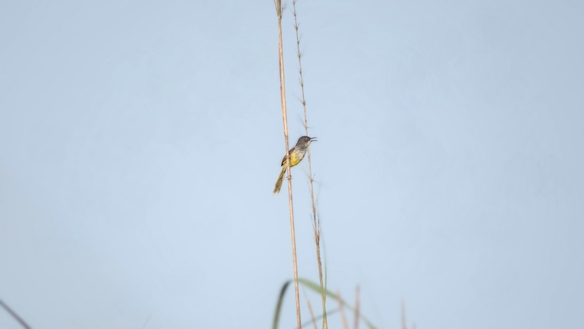 Prinia à ventre jaune - ML642144469