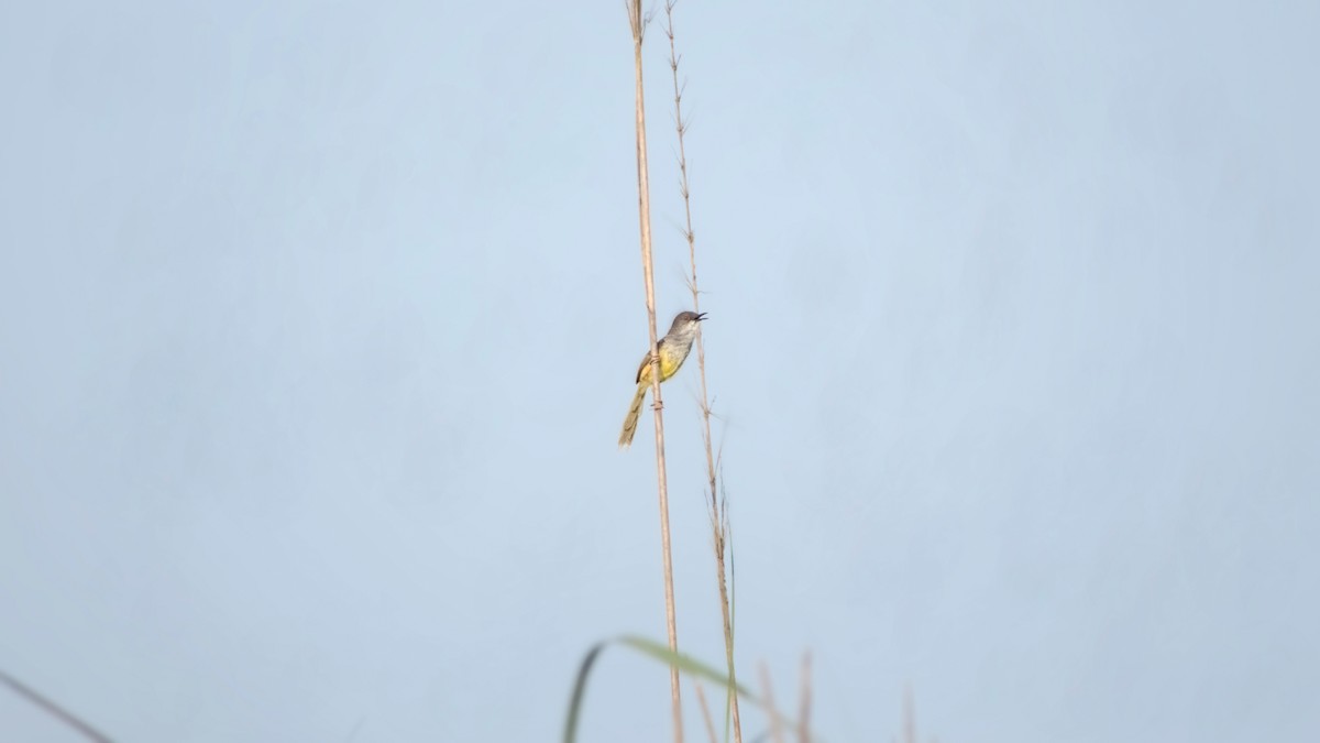 Prinia à ventre jaune - ML642144470