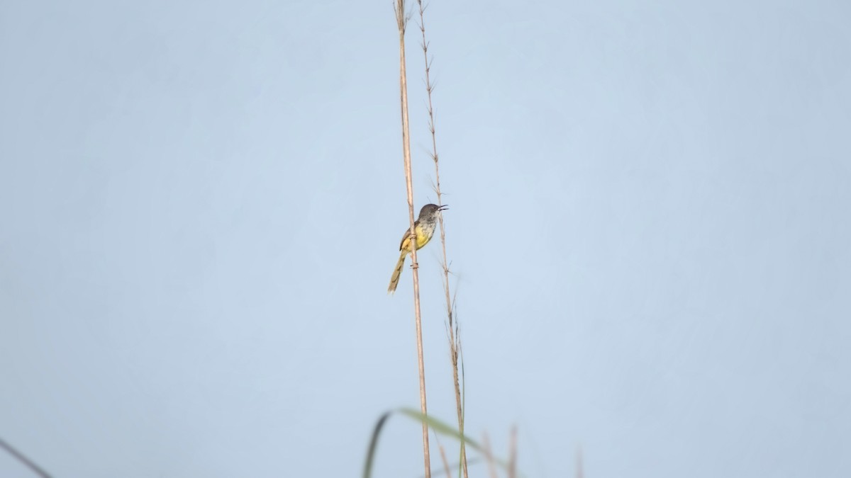 Prinia à ventre jaune - ML642144471