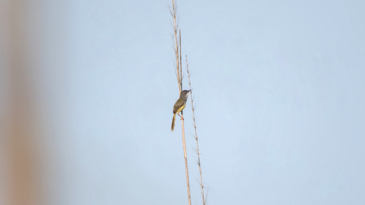 Prinia à ventre jaune - ML642144472