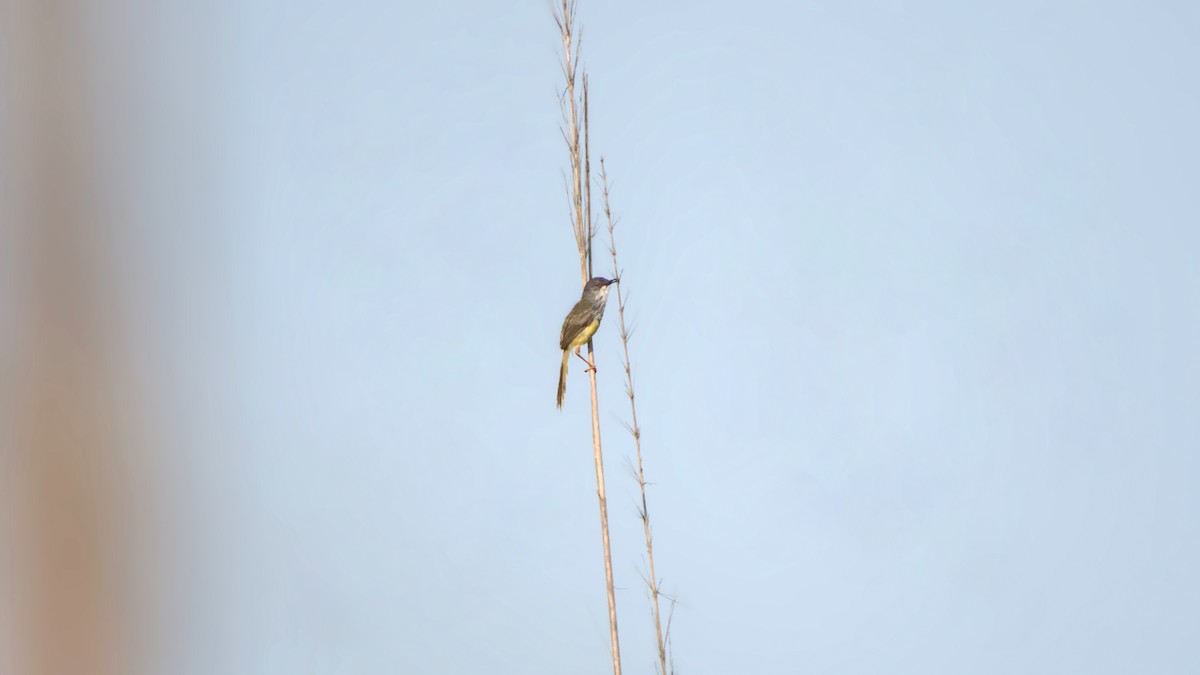 Prinia à ventre jaune - ML642144473