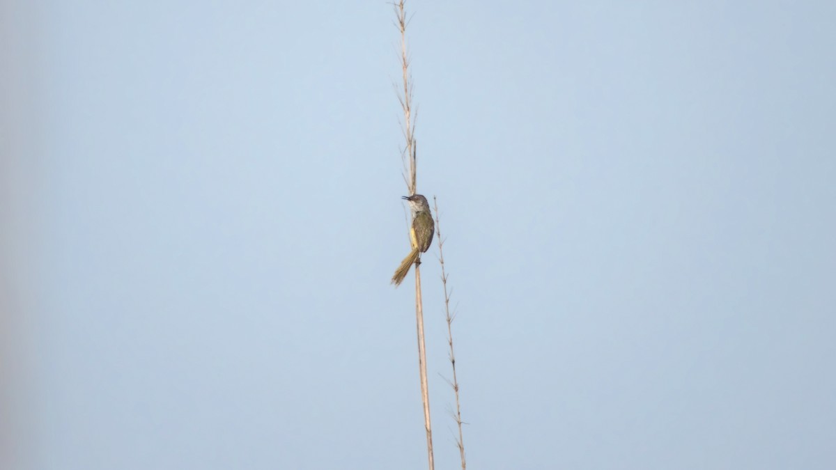Prinia à ventre jaune - ML642144474