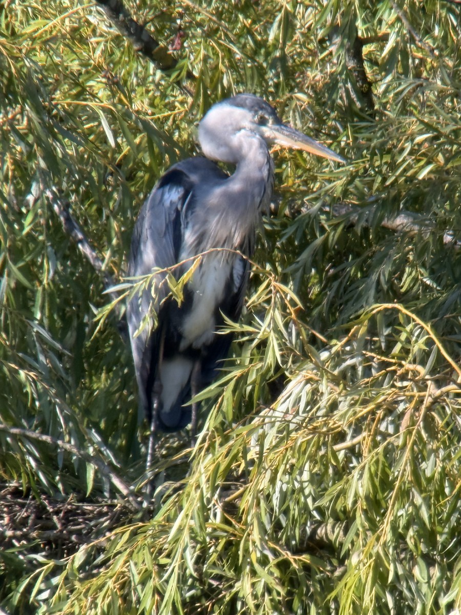volavka popelavá - ML642144480
