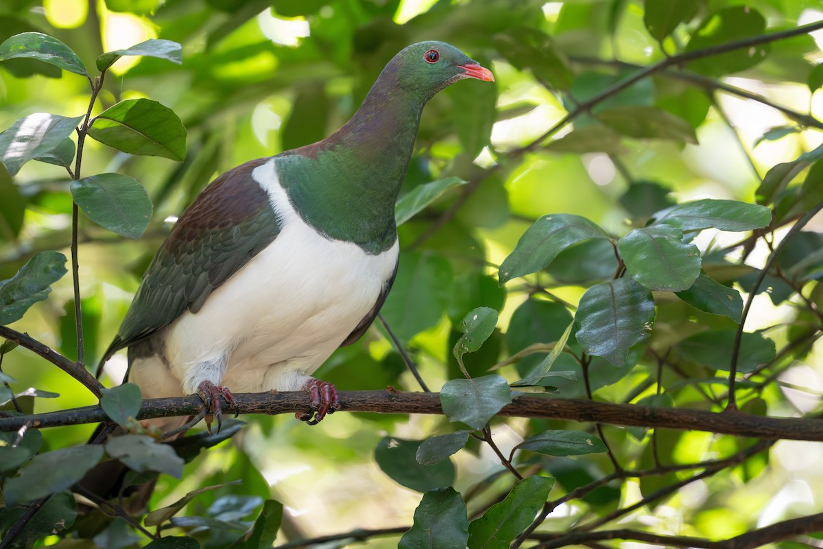 New Zealand Pigeon - ML642144495