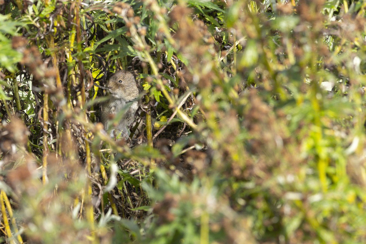 Tundra Vole - ML642144499