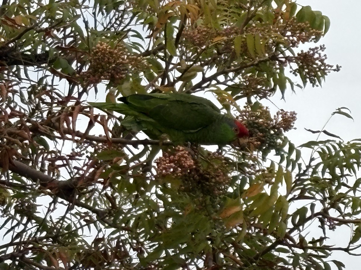Red-crowned Amazon - ML642144500