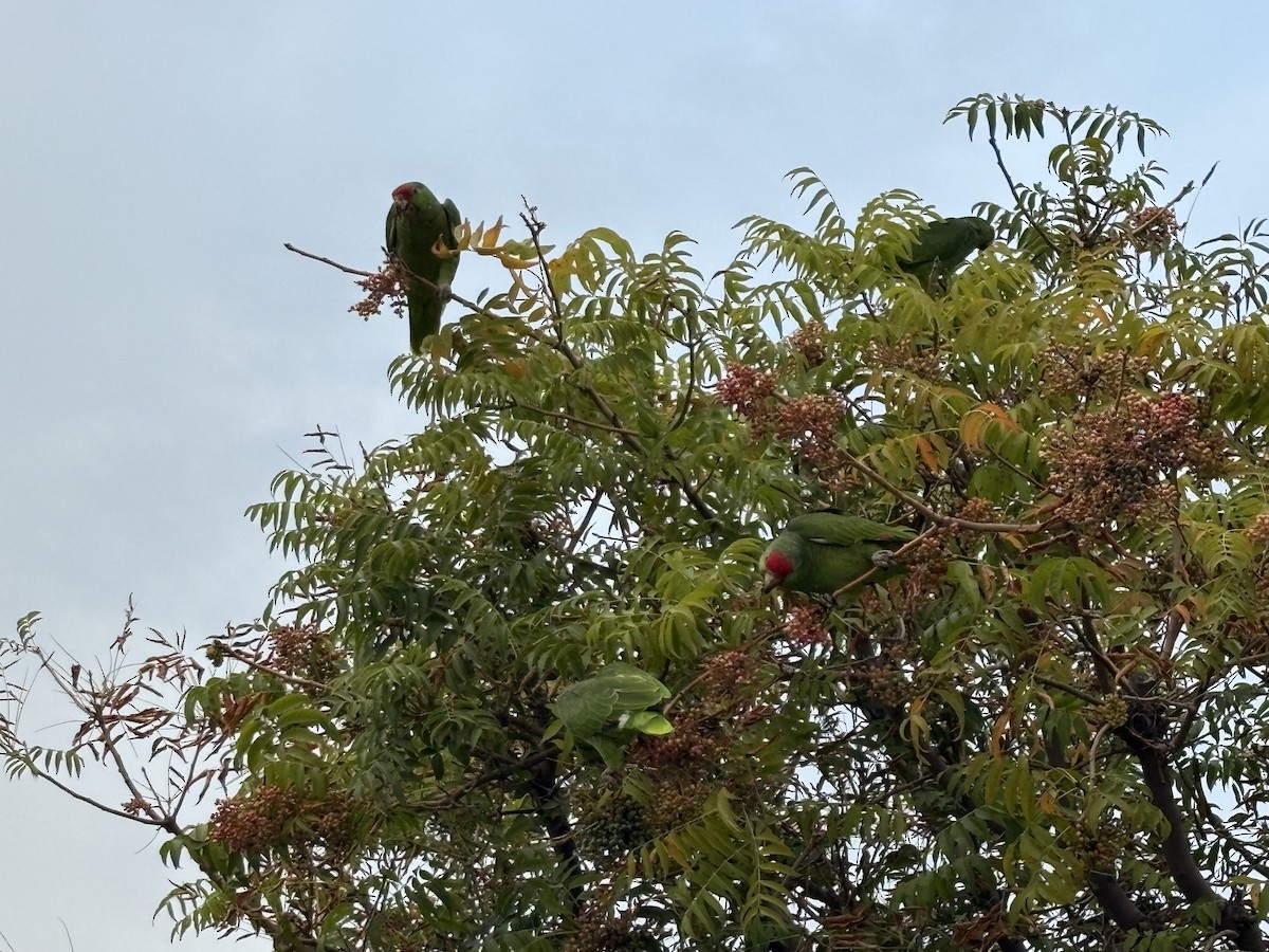 Red-crowned Amazon - ML642144501