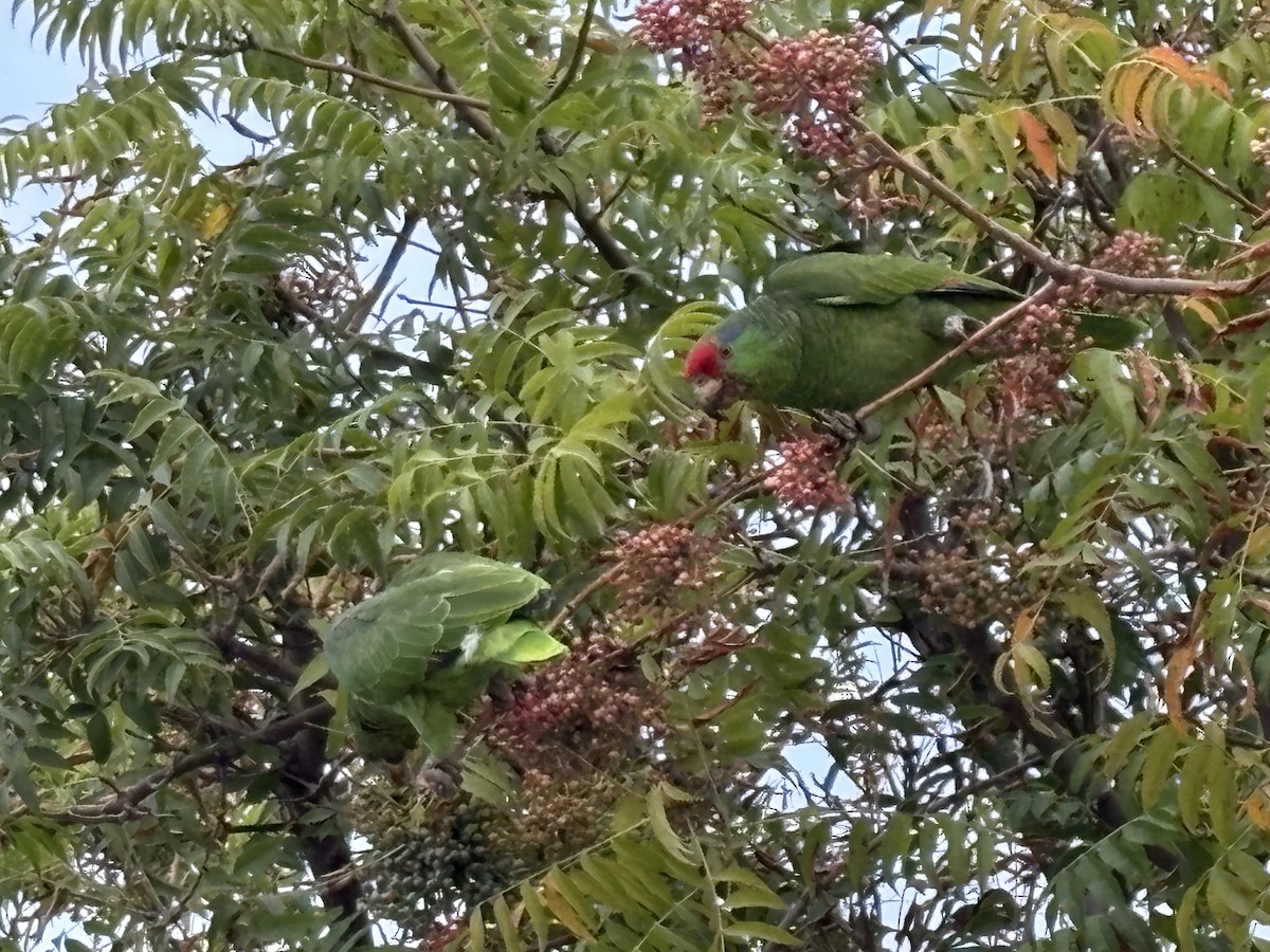 Red-crowned Amazon - ML642144502