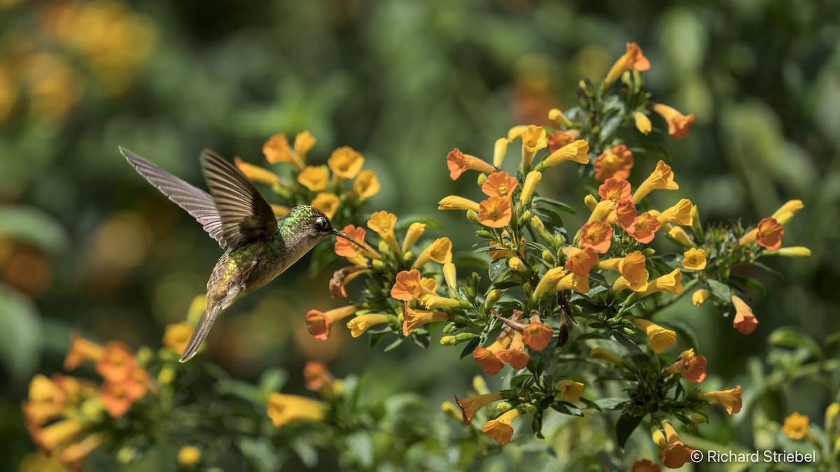 Андский цветноголов - ML642144503