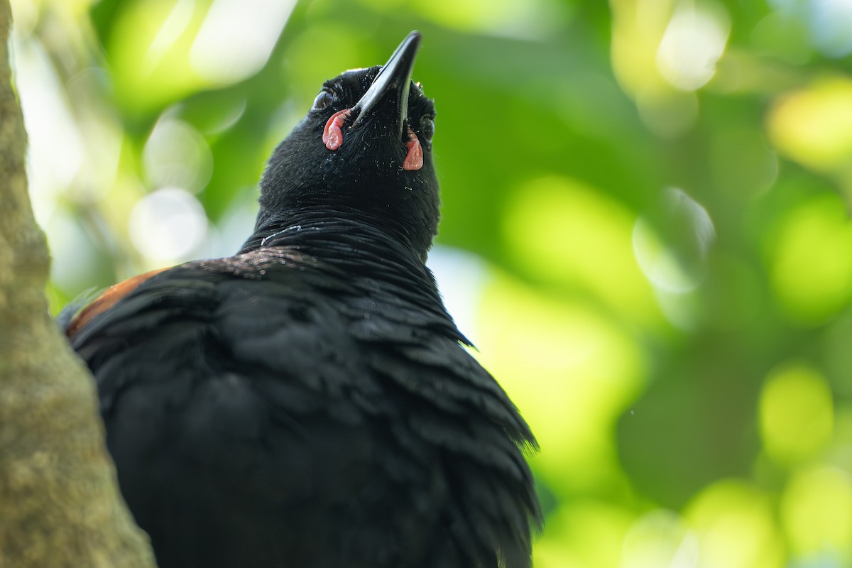 North Island Saddleback - ML642144505