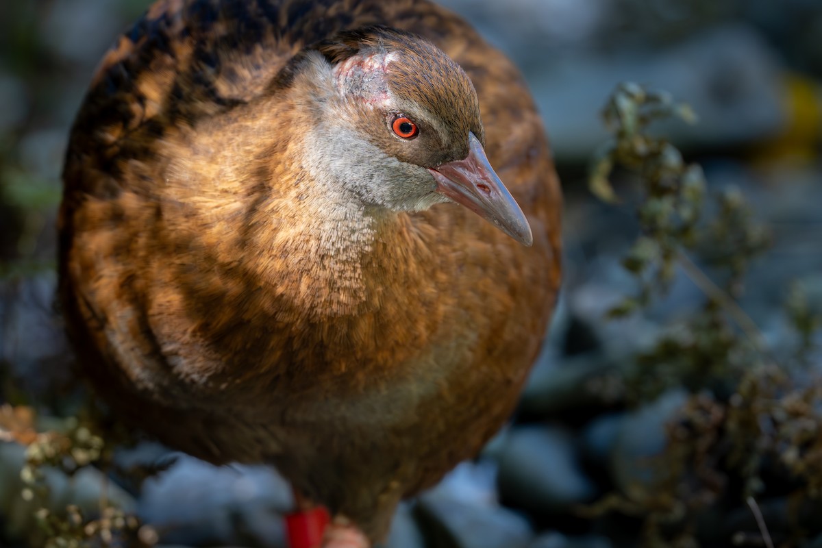 Weka - ML642144514