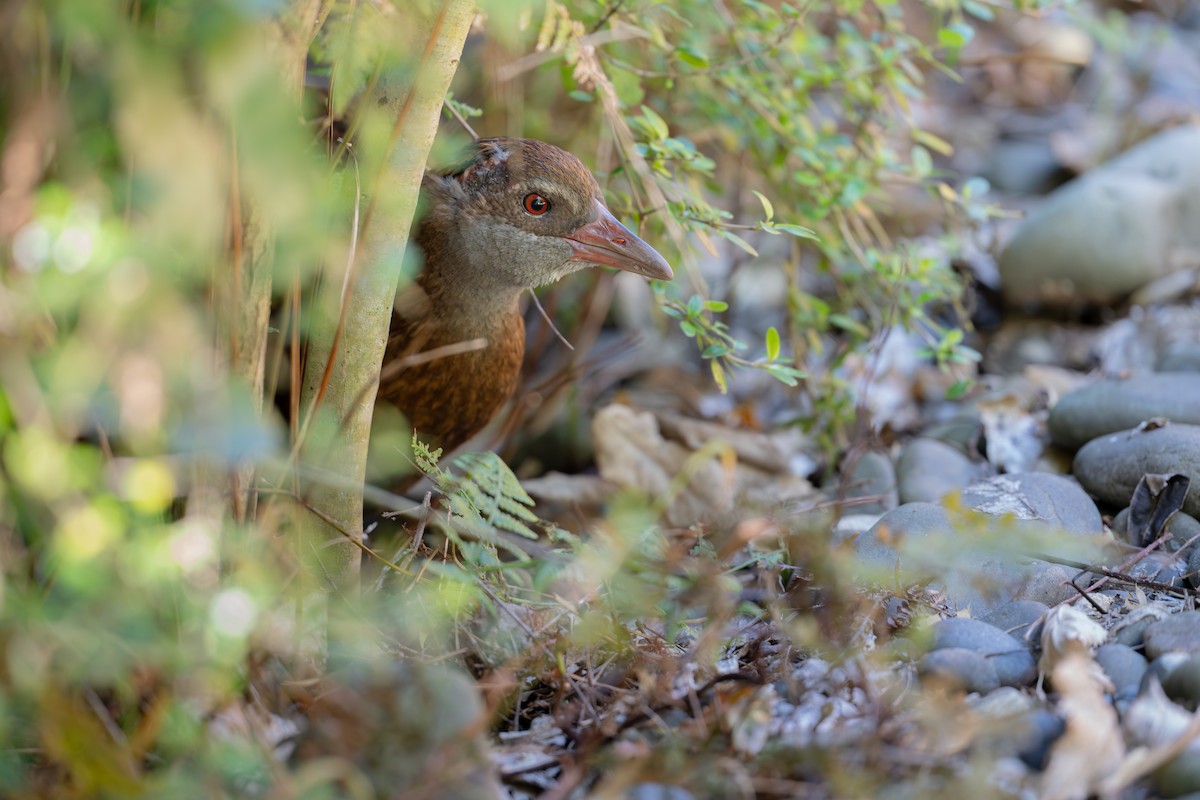 Weka - ML642144530