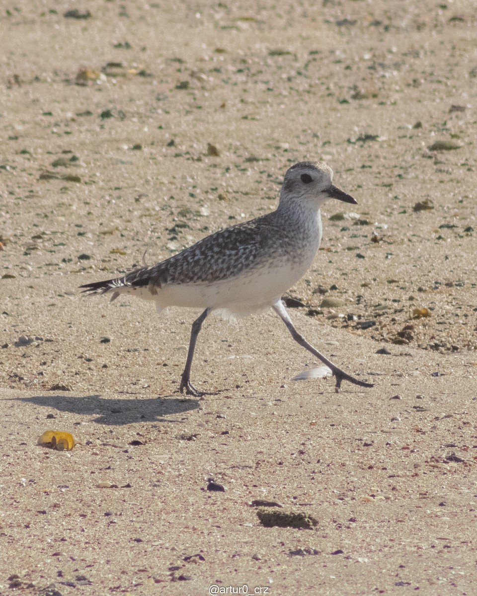Black-bellied Plover - ML642144531