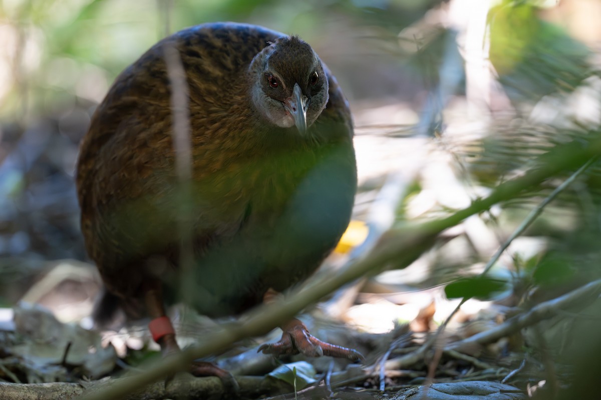 Weka - ML642144533