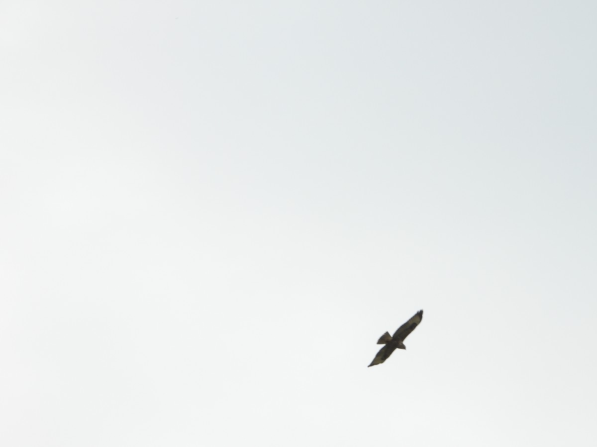 Aigle de Bonelli - ML642144553