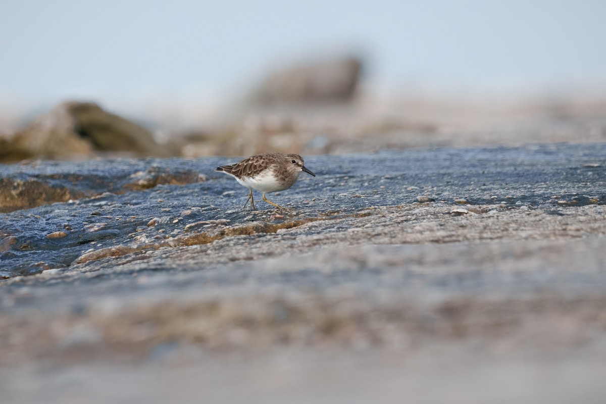 Least Sandpiper - ML642144558