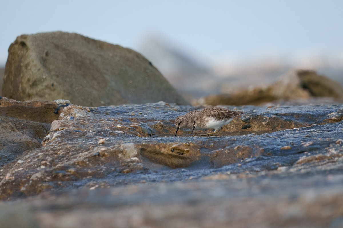Least Sandpiper - ML642144559