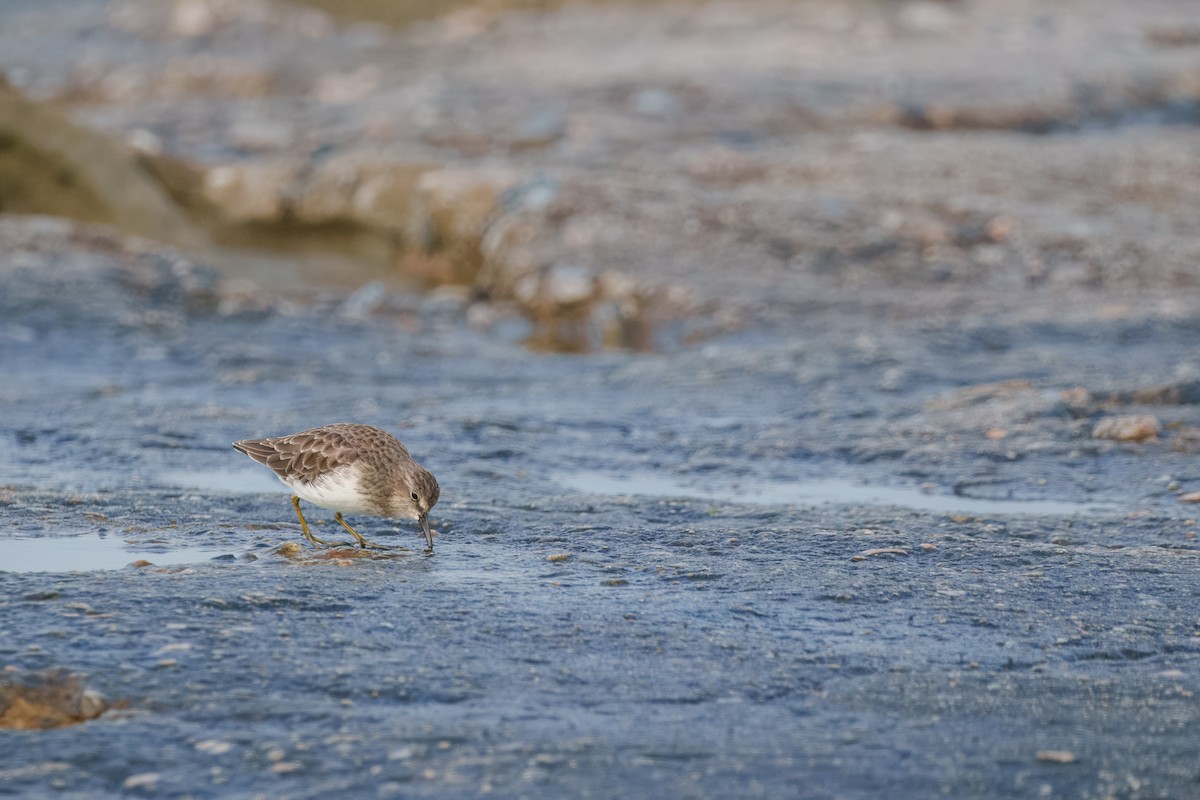 Least Sandpiper - ML642144560