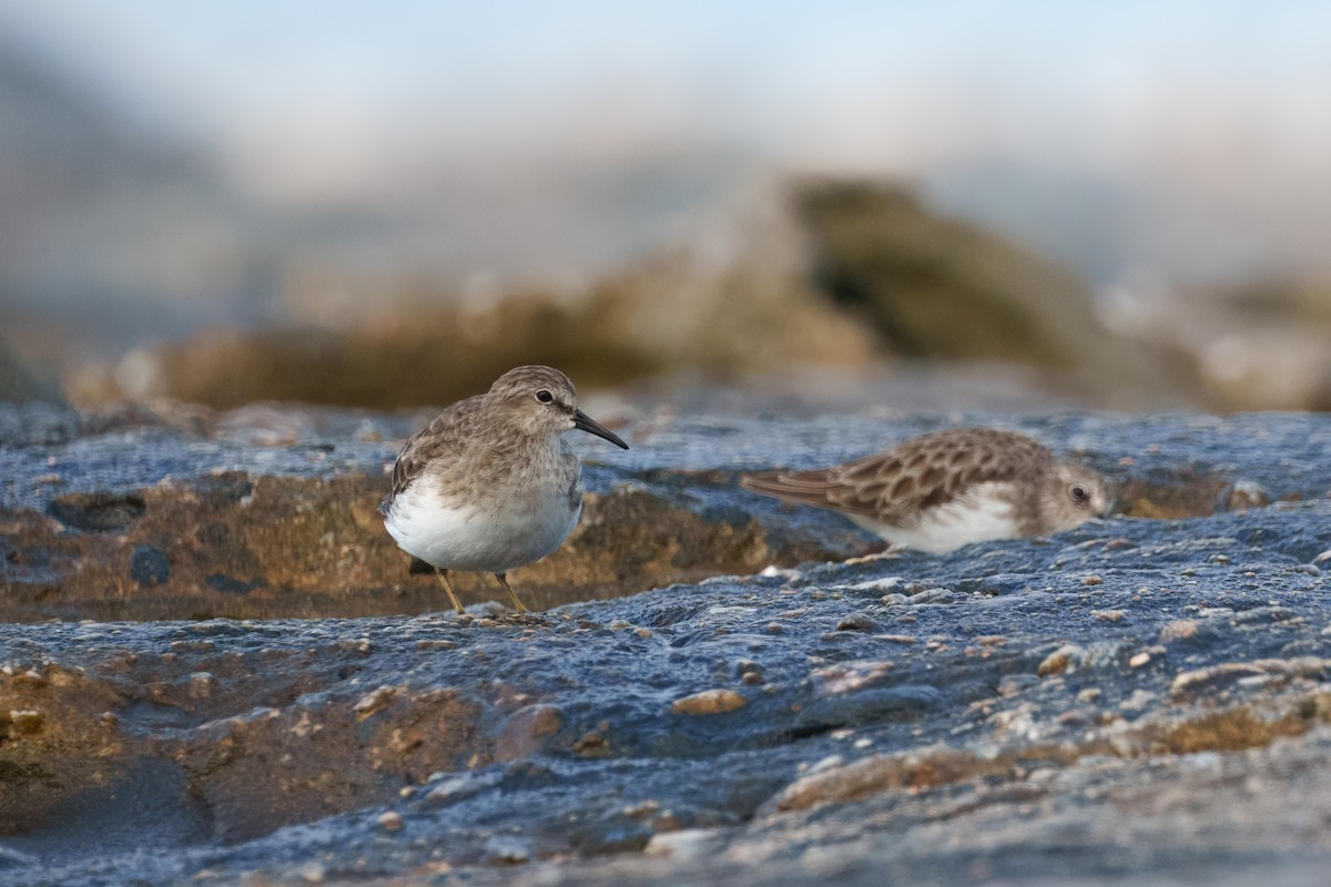 Least Sandpiper - ML642144565