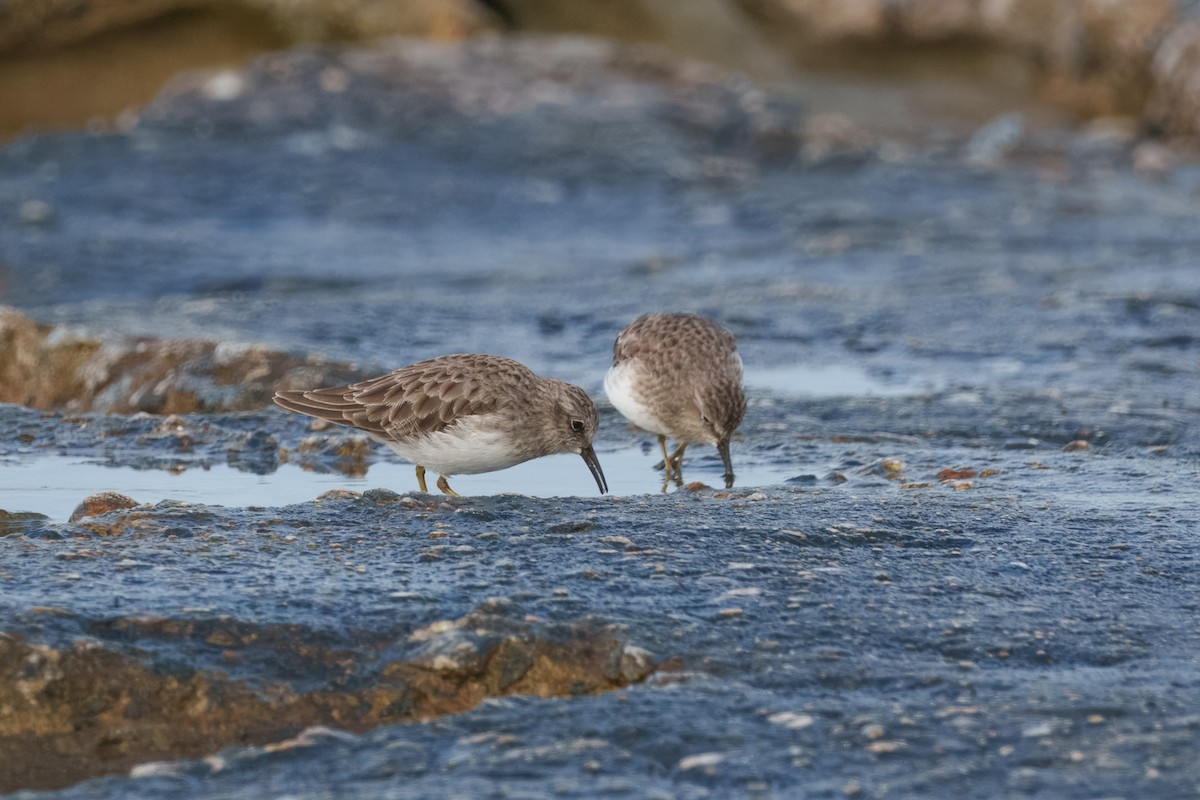 Least Sandpiper - ML642144566