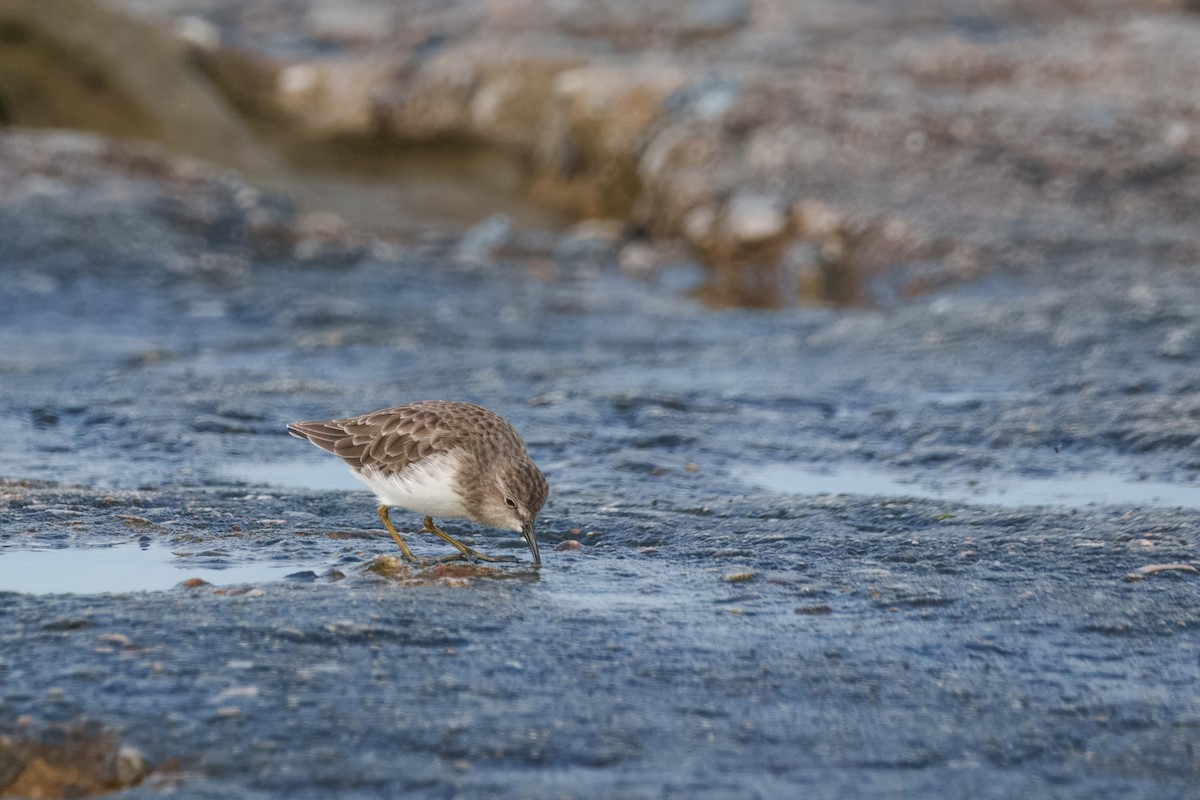 Least Sandpiper - ML642144568