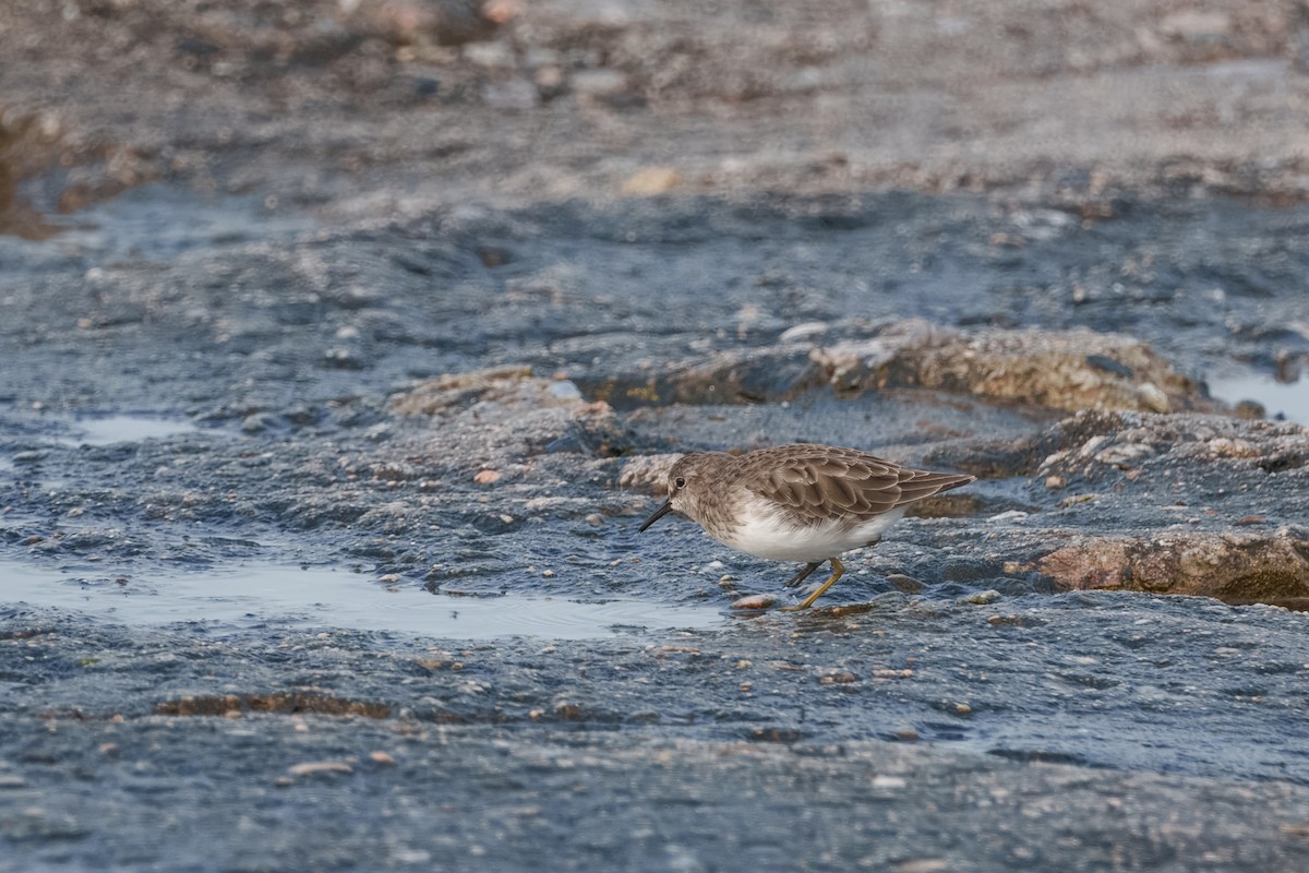 Least Sandpiper - ML642144574