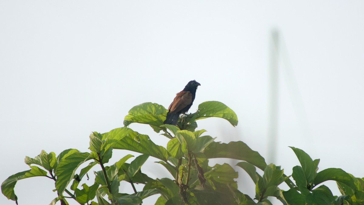 Coucal rufin - ML642144582