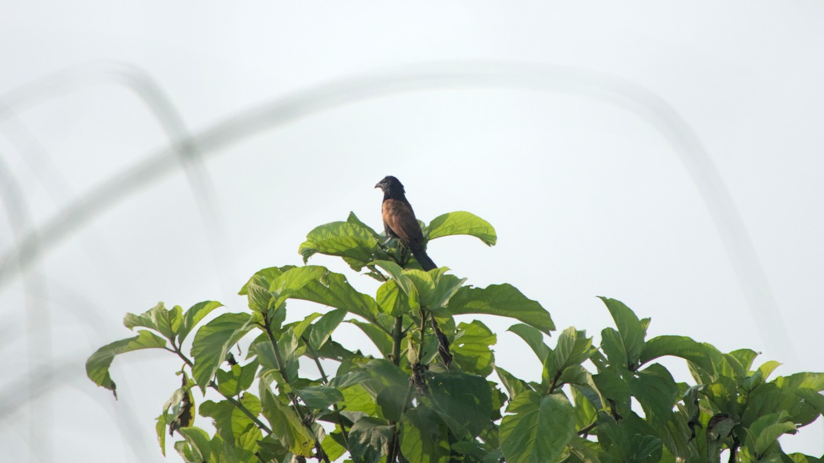 Coucal rufin - ML642144583