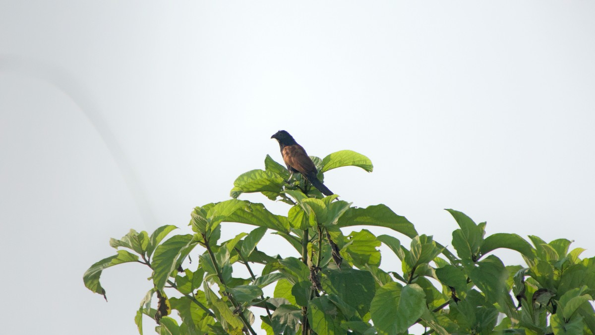 Coucal rufin - ML642144584
